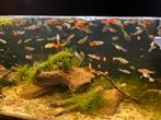 Guppys, Rode posthoorn slakjes en toren slakjes, Dieren en Toebehoren, Vis