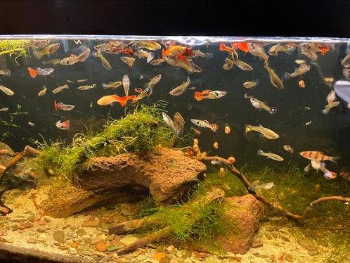 Guppys, Rode posthoorn slakjes en toren slakjes, Dieren en Toebehoren, Vissen | Aquariumvissen, Vis