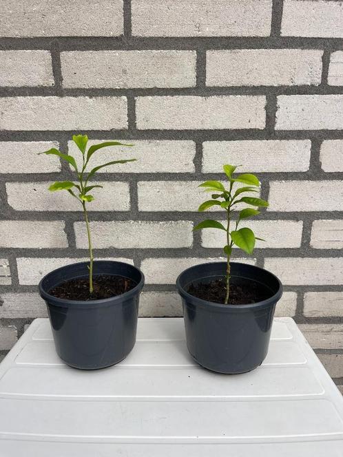 Twee citroen planten, Huis en Inrichting, Kamerplanten, Overige soorten, Minder dan 100 cm, Ophalen