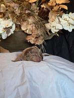 Kaninchen/ dwerg teckel pups, Dieren en Toebehoren, Kaninchen, CDV (hondenziekte), 8 tot 15 weken, Langhaar