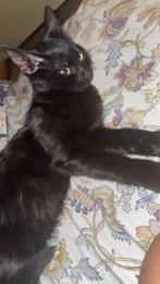 Oppas, Dieren en Toebehoren, Katten en Kittens | Dekkaters