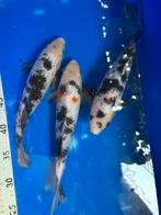 Shiro utsuri, Dieren en Toebehoren, Vissen | Vijvervissen, Karper of Koi
