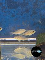 Acarichthys heckellii, Vis, Zoetwatervis