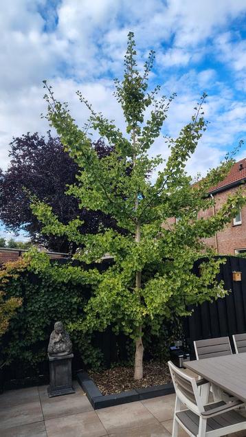 Ginko Biloba Boom  beschikbaar voor biedingen