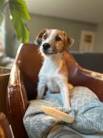 🐶 Chico - Jack Russel dekreu aangeboden, Dieren en Toebehoren, Honden | Jack Russells en Terriërs, Particulier, Rabiës (hondsdolheid)