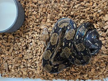 Boa constrictor Cay island Belize-Honduras Afgodslang beschikbaar voor biedingen