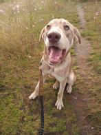 Hond voor adoptie, Dieren en Toebehoren, Particulier, Rabiës (hondsdolheid), 15 weken tot 1 jaar, Reu