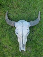 Waterbuffel skelet/ buffel schedel, Ophalen, Gebruikt