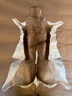 Springbokvel uit Afrika - Mooie decoratie, Gebruikt, 100 tot 150 cm, Wit, Overige vormen