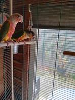 Permura  koppel, Dieren en Toebehoren, Vogels | Parkieten en Papegaaien, Meerdere dieren, Parkiet, Geringd