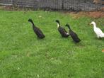 Loopeend loopeenden, Dieren en Toebehoren, Pluimvee, Mannelijk, Eend