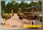 Struisvogels in Burgers safaripark, Arnhem, Ophalen of Verzenden, Ongelopen, Gelderland