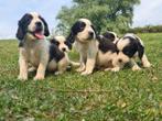 Prachtige Engelse cocker spaniël X Kooiker pups., Dieren en Toebehoren, 8 tot 15 weken, Meerdere dieren, Eén hond, Spaniël
