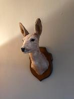 Opgezette ree op schild taxidermie, Ophalen of Verzenden, Gebruikt, Opgezet dier