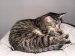 Lieve sociale kitten🐾, Dieren en Toebehoren, Katten en Kittens | Overige Katten, Poes, Kortharig, 0 tot 2 jaar