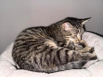 Lieve sociale kitten🐾 beschikbaar voor biedingen