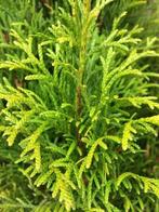 Thuja Occidentalis Smaragd haag met kluit!, Ophalen, Conifeer, Haag, 100 tot 250 cm