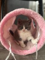 Britse korthaar kittens met stamboom, Dieren en Toebehoren, Katten en Kittens | Raskatten | Korthaar, Meerdere dieren, Gechipt