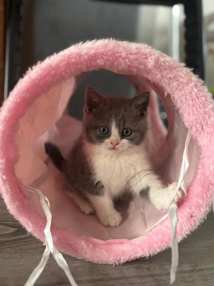 Britse korthaar kittens met stamboom, Dieren en Toebehoren, Katten en Kittens | Raskatten | Korthaar, Meerdere dieren, 0 tot 2 jaar
