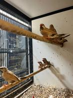 Spitsstaartamadine Topaas I Veel keuze uit tropische vogels, Dieren en Toebehoren, Vogels | Kanaries, Meerdere dieren, Kleurkanarie