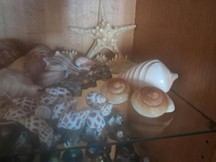 Verschillende schelpen, Verzamelen, Mineralen en Fossielen, Schelp(en), Ophalen of Verzenden