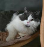 Siberische katertje blauw wit 7 maanden oud, Dieren en Toebehoren, Katten en Kittens | Raskatten | Langhaar, Kater