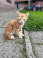 Boerderij kittens 2x, Dieren en Toebehoren, Katten en Kittens | Overige Katten, Meerdere dieren, Kortharig, 0 tot 2 jaar