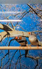 Zebravinken, Dieren en Toebehoren, Meerdere dieren, Parkiet