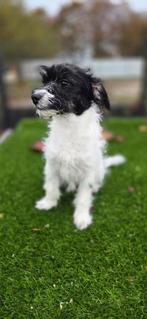 Te koop leuke puber boomer pup, Dieren en Toebehoren, Honden | Niet-rashonden, Nederland, Reu, CDV (hondenziekte), 8 tot 15 weken