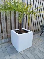 Set  2x stalen plantenbak ral 9010 met bodem, Ophalen, Nieuw, Tuin, Metaal