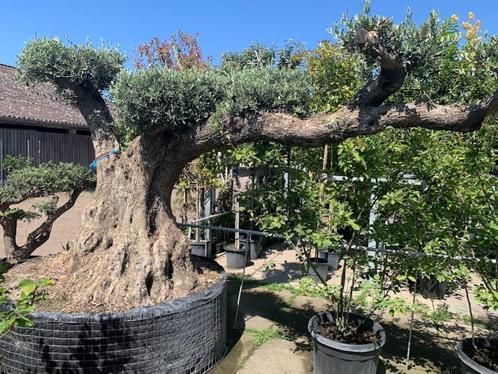 Olijfboom Lechine PomPon Centenario 350 jaar oud, Tuin en Terras, Planten | Bomen, Olijfboom, 100 tot 250 cm, Volle zon, Zomer