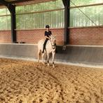 Verzorg paard gezocht!, Ophalen of Verzenden, Zo goed als nieuw