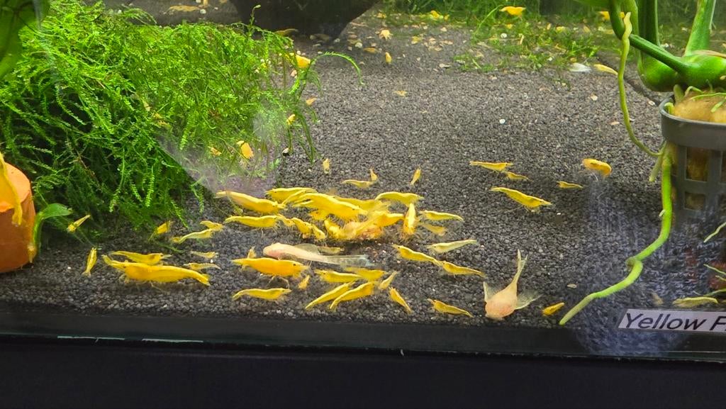 Yellow Fire neon backstripe / citroen garnalen - neocaridina, Dieren en Toebehoren, Kreeft, Krab of Garnaal, Zoetwatervis, Schoolvis