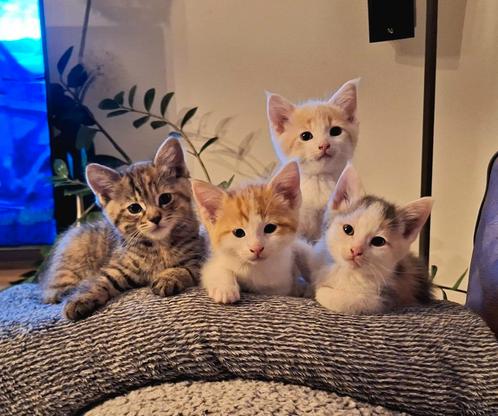 Prachtige kruising Maine Coon/Ragdoll kittens, Dieren en Toebehoren, Katten en Kittens | Overige Katten, Langharig, Meerdere dieren