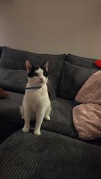Super lieve gecastreerde kater van 2 jaar oud zoekt huisje, Kater, Kortharig, 0 tot 2 jaar