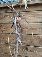 Noordse goudvink mannen ruilen of te koop, Dieren en Toebehoren, Mannelijk, Wildzangvogel