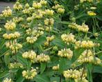 Vaste plant : Phlomis russeliana 2 euro., Volle zon, Vaste plant, Zomer, Ophalen