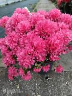 Azalea, Tuin en Terras, Planten | Tuinplanten, Ophalen, Zomer, Overige soorten, Halfschaduw