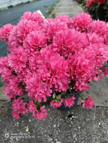 Azalea  beschikbaar voor biedingen