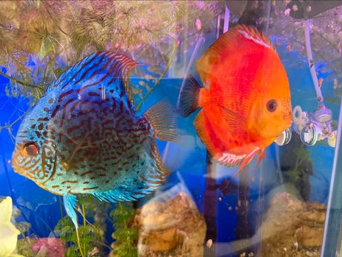 4 Discus vissen te koop XXL, Dieren en Toebehoren, Vissen | Aquariumvissen, Vis