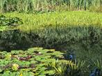 Krabbescheer, vijver, plant, waterplant, zuurstofplant, Tuin en Terras, Planten | Tuinplanten, Ophalen, Vaste plant, Halfschaduw