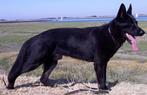 zwarte duitse herder ,ter dekking stamboom, Dieren en Toebehoren, Honden | Herdershonden en Veedrijvers, Particulier, 3 tot 5 jaar