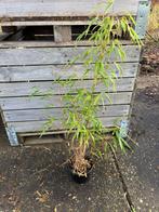 Banboe zomer en wintergroen de fargesia rufa nieuw  in ass, Tuin en Terras, Vaste plant, Bloeit niet, Halfschaduw, Ophalen