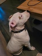 Kruizing stafford bullterrier, 15 weken tot 1 jaar, Teef, Eén hond, Middel