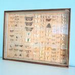 Vintage Vlinderkast kijkkast taxidermie vlinder soorten hout, Ophalen of Verzenden