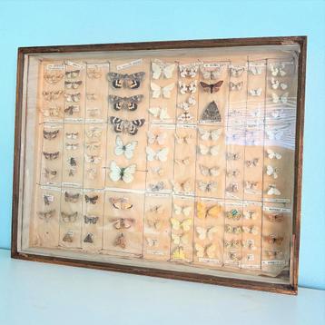 Vintage Vlinderkast kijkkast taxidermie vlinder soorten hout beschikbaar voor biedingen
