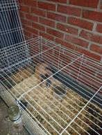 Aanhankelijk lief jong dwergkonijn (man) inclusief kooi, Dieren en Toebehoren, Konijnen, Mannelijk, Dwerg, 0 tot 2 jaar