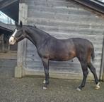 3 jarige totilas x Spielberg  merrie, Merrie, Met stamboom, Dressuurpaard, 3 tot 6 jaar