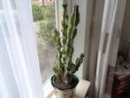 Grote Cactus plant  Totaal 84 cm.  Zonder ompot., Ophalen of Verzenden, Cactus, Volle zon, Minder dan 100 cm