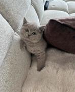 Britse korthaar kittens, Dieren en Toebehoren, Katten en Kittens | Raskatten | Korthaar, Kater, Ontwormd, 0 tot 2 jaar